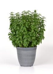 Basil Purple Ball