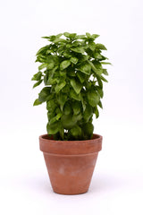 Basil Everleaf Genovese