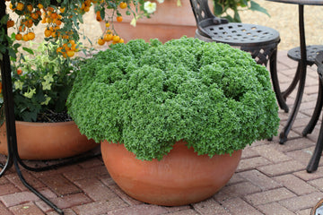 Basil Aristotle