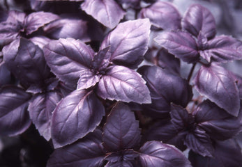 Basil Red Rubin