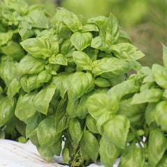 Basil Sweet Genovese