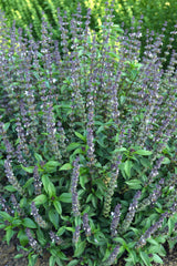 Basil Cinnamon