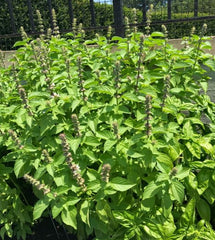 Basil Lemon