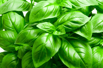 Basil Italian Large Leaf, sweet