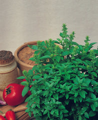 Basil Spicy Globe