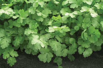 Coriander Santo, monogerm