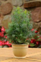 Dill Fernleaf