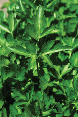 Parsley Dark Green Italian /Plain