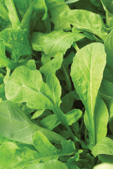 Arugula Astro