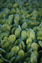 Spinach Seaside