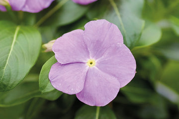 Vinca Heatwave Blue w/eye