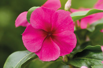 Vinca Heatwave Burgundy