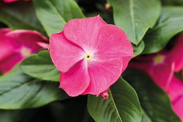 Vinca Heatwave Cherry