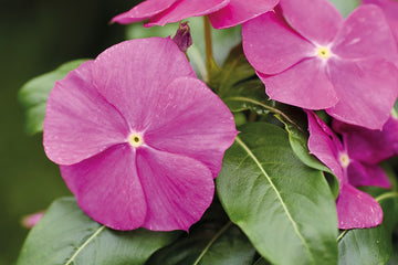 Vinca Heatwave Orchid