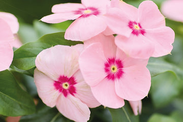 Vinca Heatwave Peach