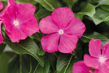 Vinca Heatwave Raspberry