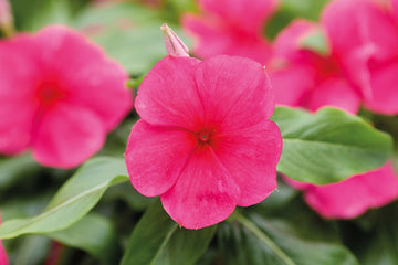 Vinca Heatwave Red