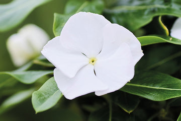 Vinca Heatwave White