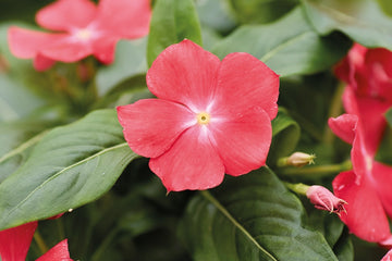 Vinca Heatwave Santa Fe