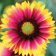 Gaillardia Goblin DTL