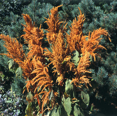 Amaranthus Hot Biscuits