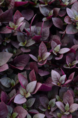 Alternanthera Purple Prince