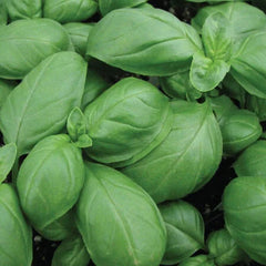 Basil Aroma II