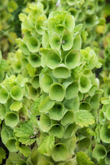 Bells of Ireland