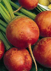 Beets Golden Detroit