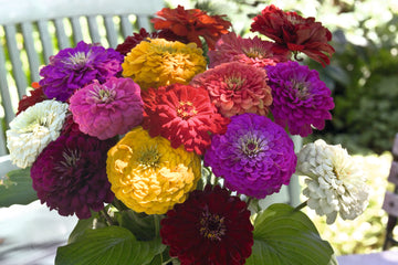 Zinnia Benary's Giant Mix