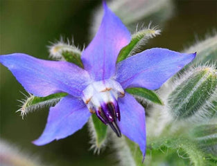 Borage
