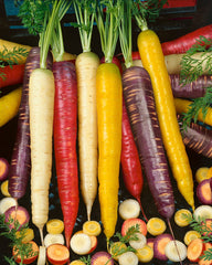 Carrot Rainbow Blend (Harlequin)