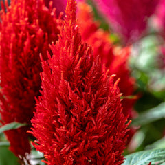 Celosia Century Fire