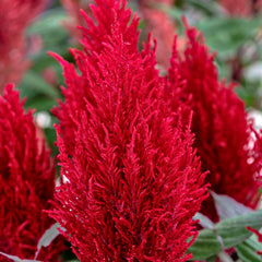Celosia Century Red