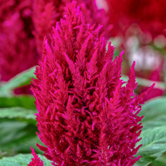 Celosia Century Rose