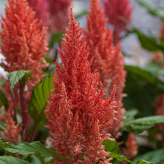 Celosia Century Salmon Pink