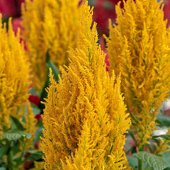 Celosia Century Yellow