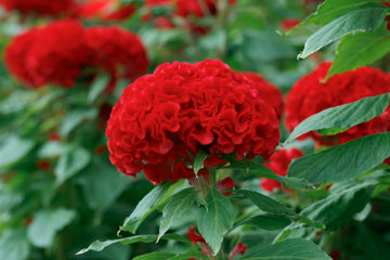 Celosia Chief Fire