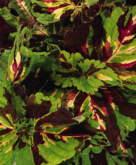 Coleus Kong Mosaic PLT