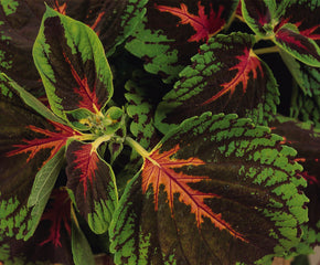 Coleus Kong Scarlet PLT