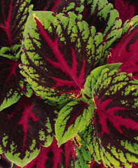 Coleus Kong Red PLT