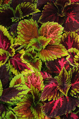 Coleus Kong Empire Mix PLT