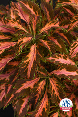 Coleus Premium Sun Coral Candy PLT
