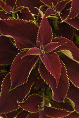 Coleus Premium Sun Ruby Heart PLT