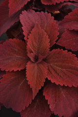 Coleus Premium Sun Sweet Paprika PLT