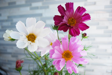 Cosmos Sea Shells Mixture