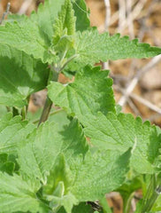 Catnip
