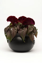 Celosia Dracula