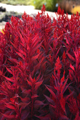Celosia Dragon's Breath