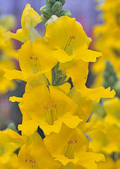 Snapdragon Chantilly 1-2 Yellow
